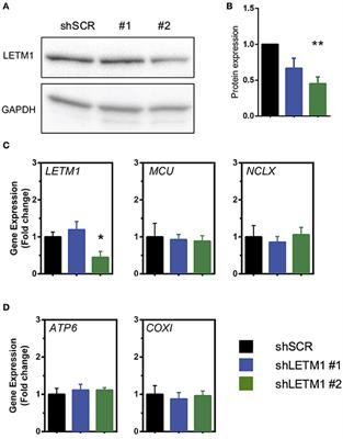 LETM1-Mediated K+ and Na+ Homeostasis Regulates Mitochondrial Ca2+ Efflux